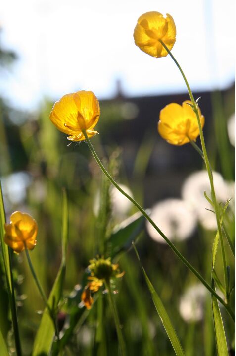 胎教音乐之纯音精选系列:夏影