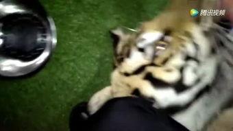 老虎黑帮,罪恶背后的权力与阴谋